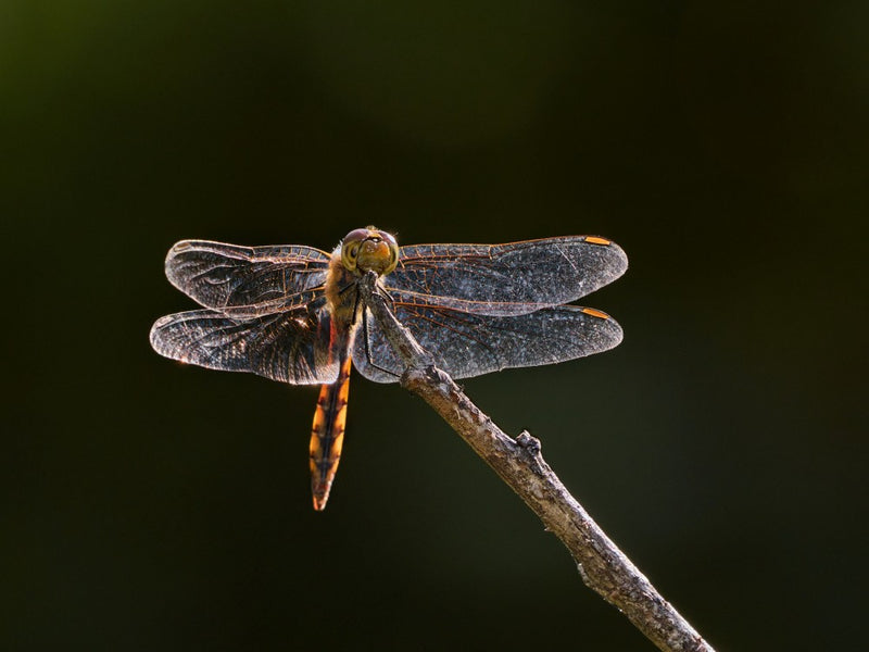 shining wings
