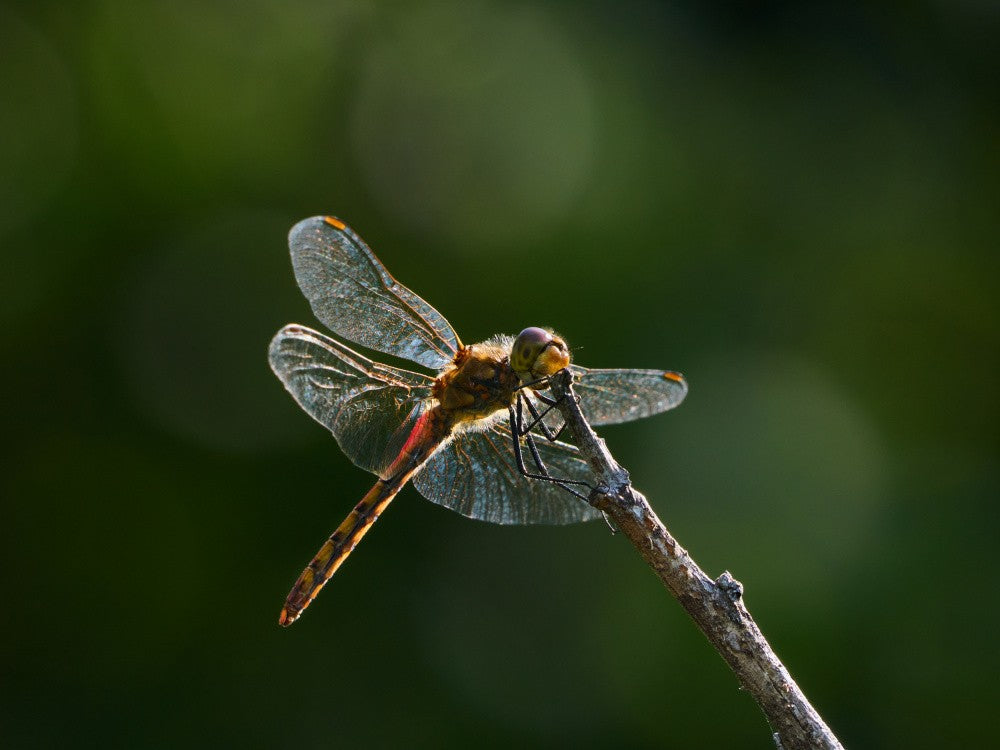 shining wings and bokeh