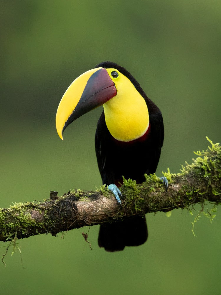 Yellow-throated toucan
