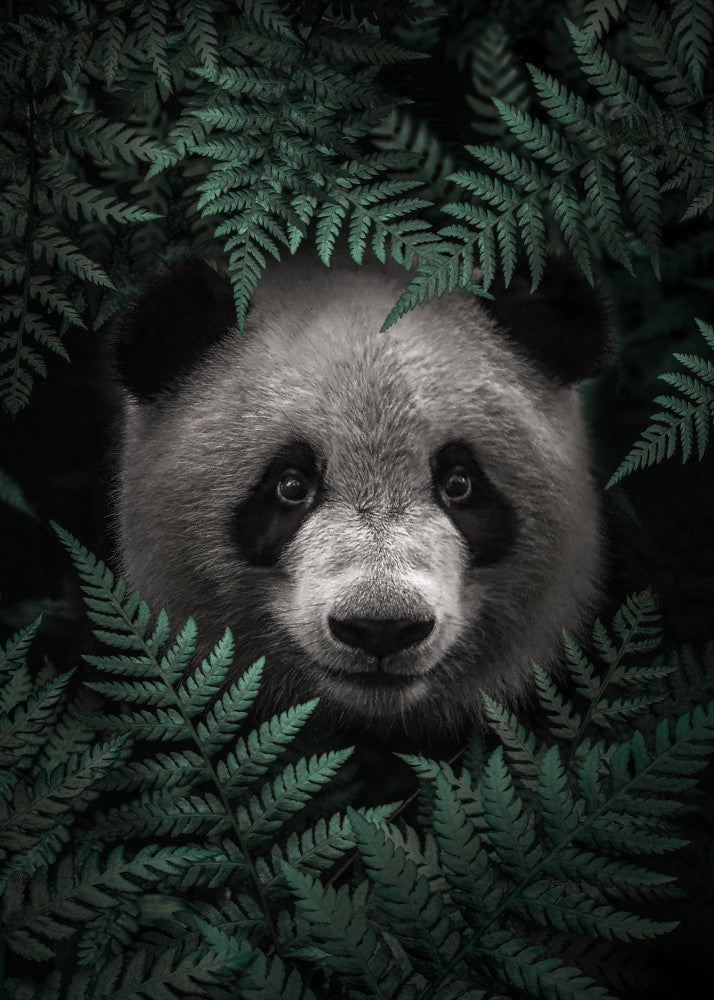 Panda Bear In The Forest