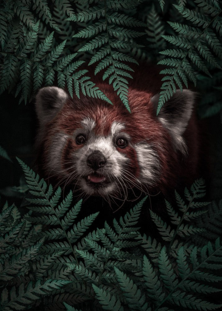 Cute Red Panda