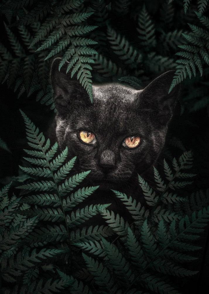 Black Cat In Ferns