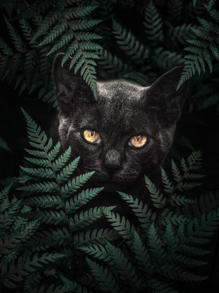 Black Cat In Ferns