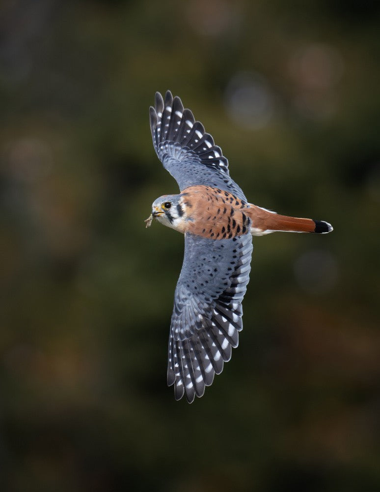 American Kestrel