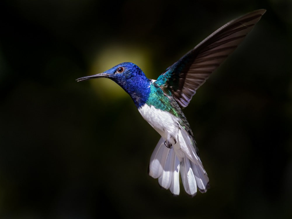 White-necked Jacobin