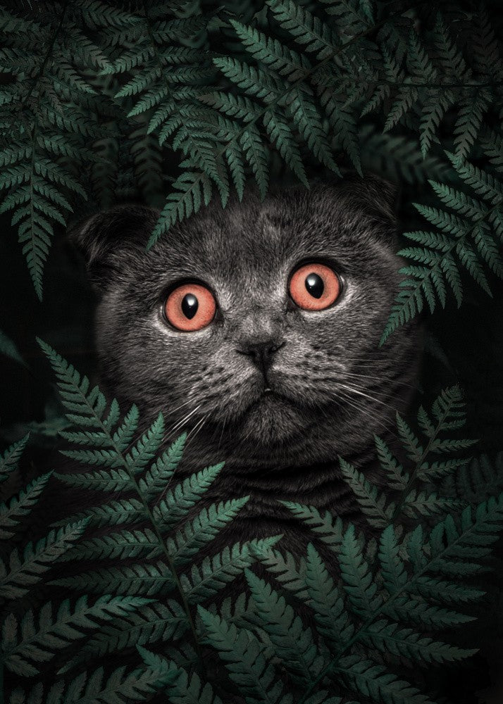 British Shorthair Cat