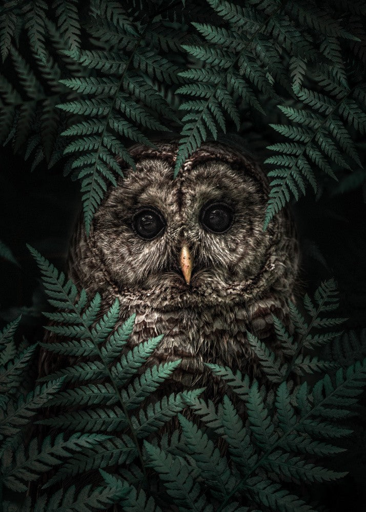 The Owl in Ferns