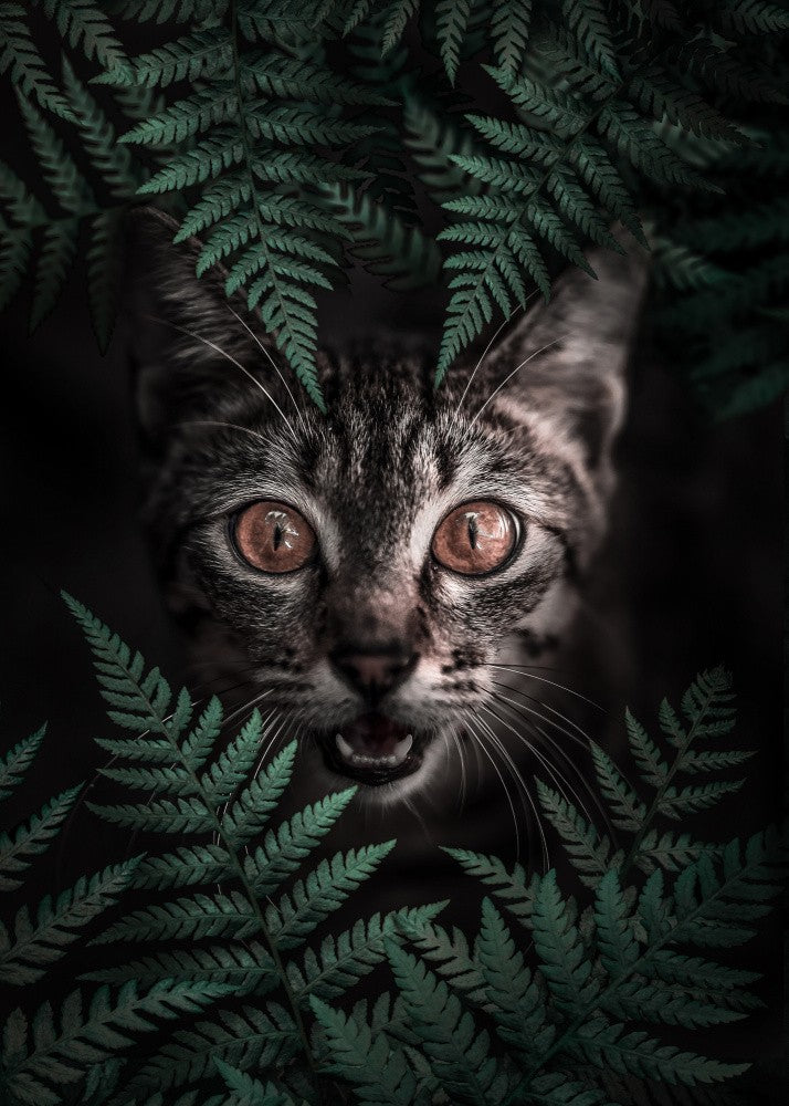 Kitty Cat
