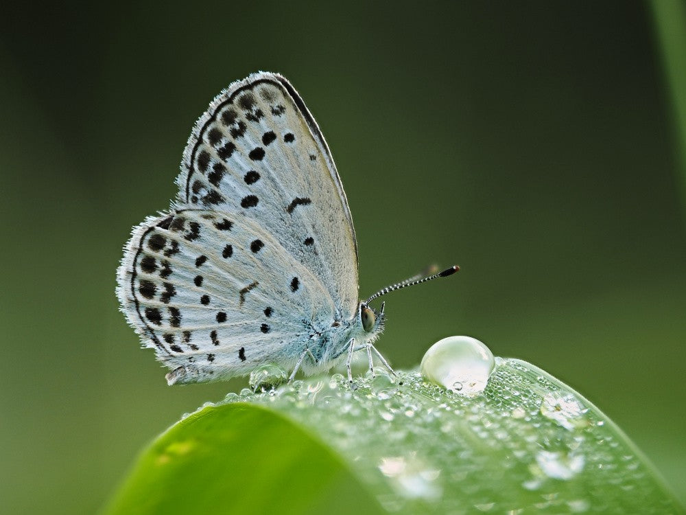 With raindrops