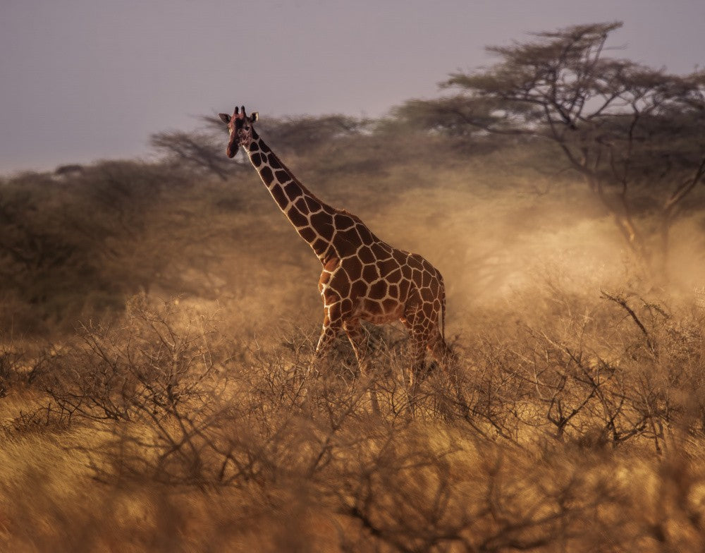 Reticulated giraffe