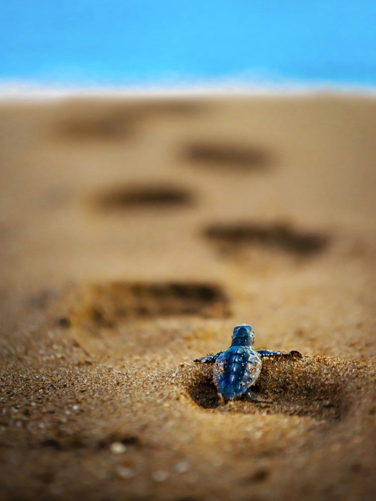 caretta caretta