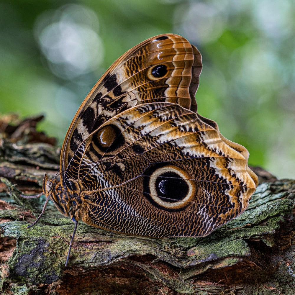 caligo memnon