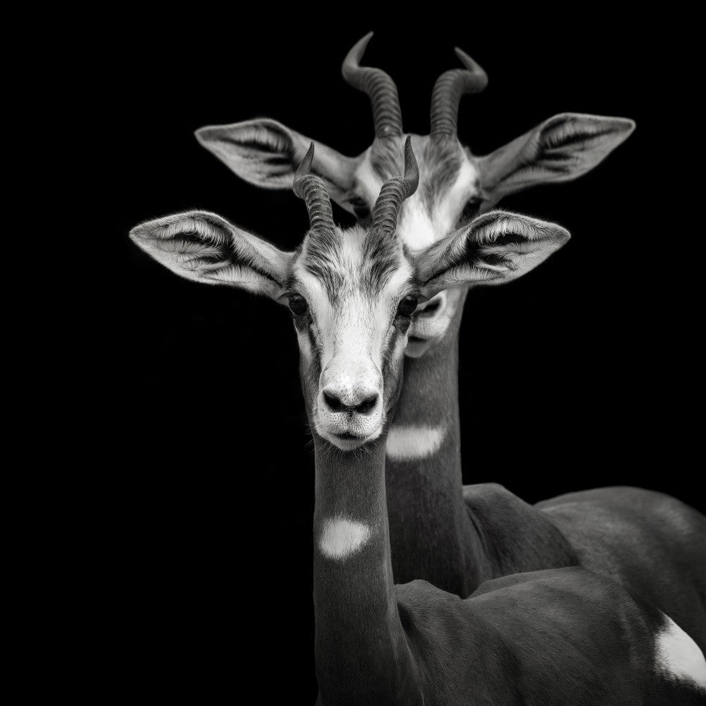 Mimicry - Nanger Dama Mhorr