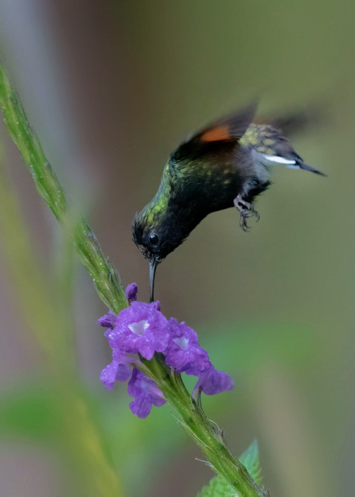 A Black-Bellied Hummingbird