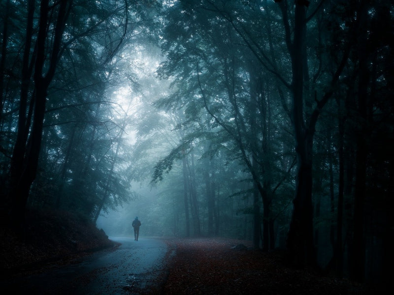 Wet forest