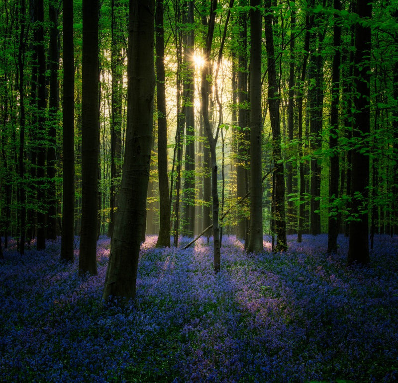Purple Blue