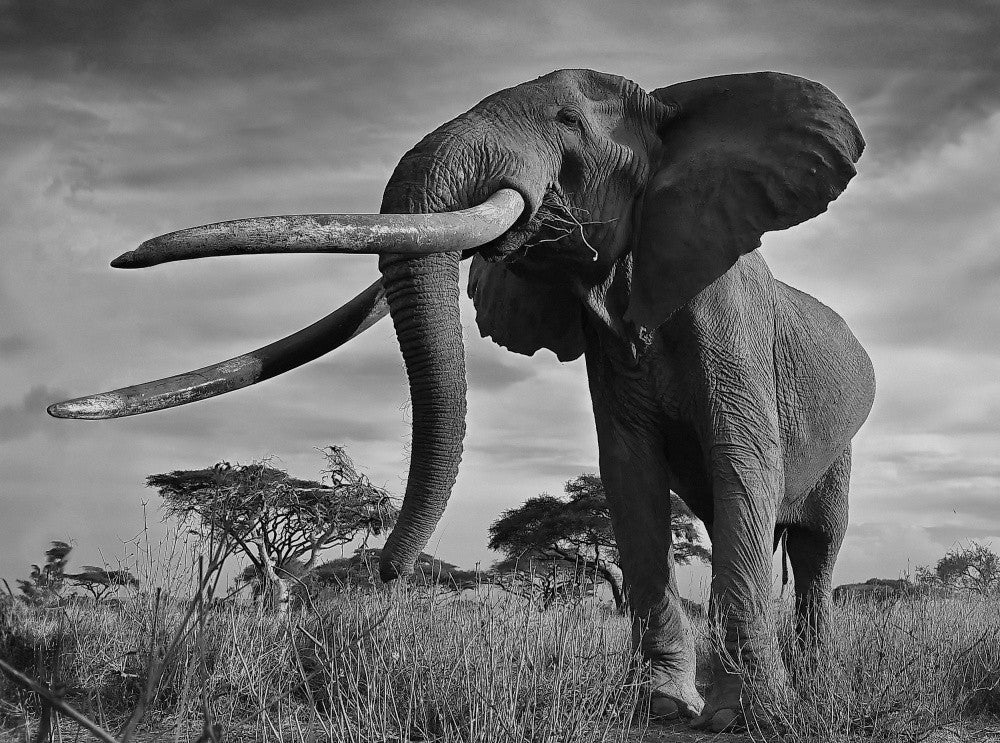 Tusks
