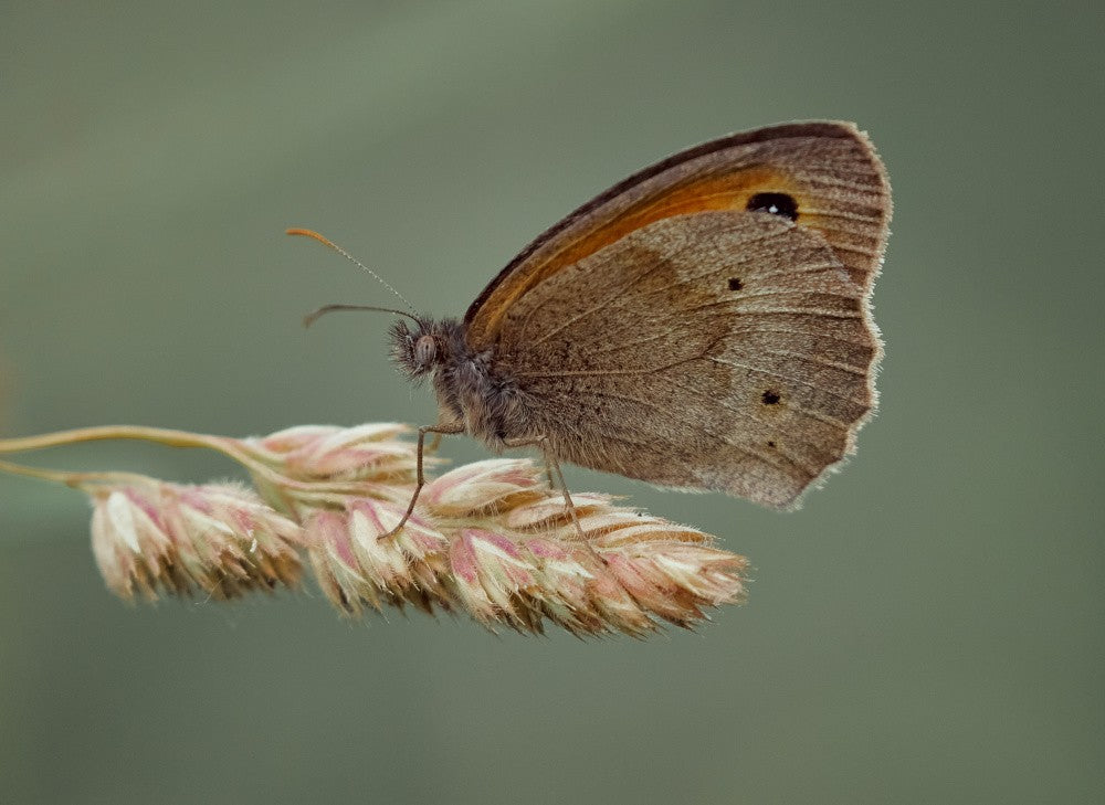 Meadow Brown.
