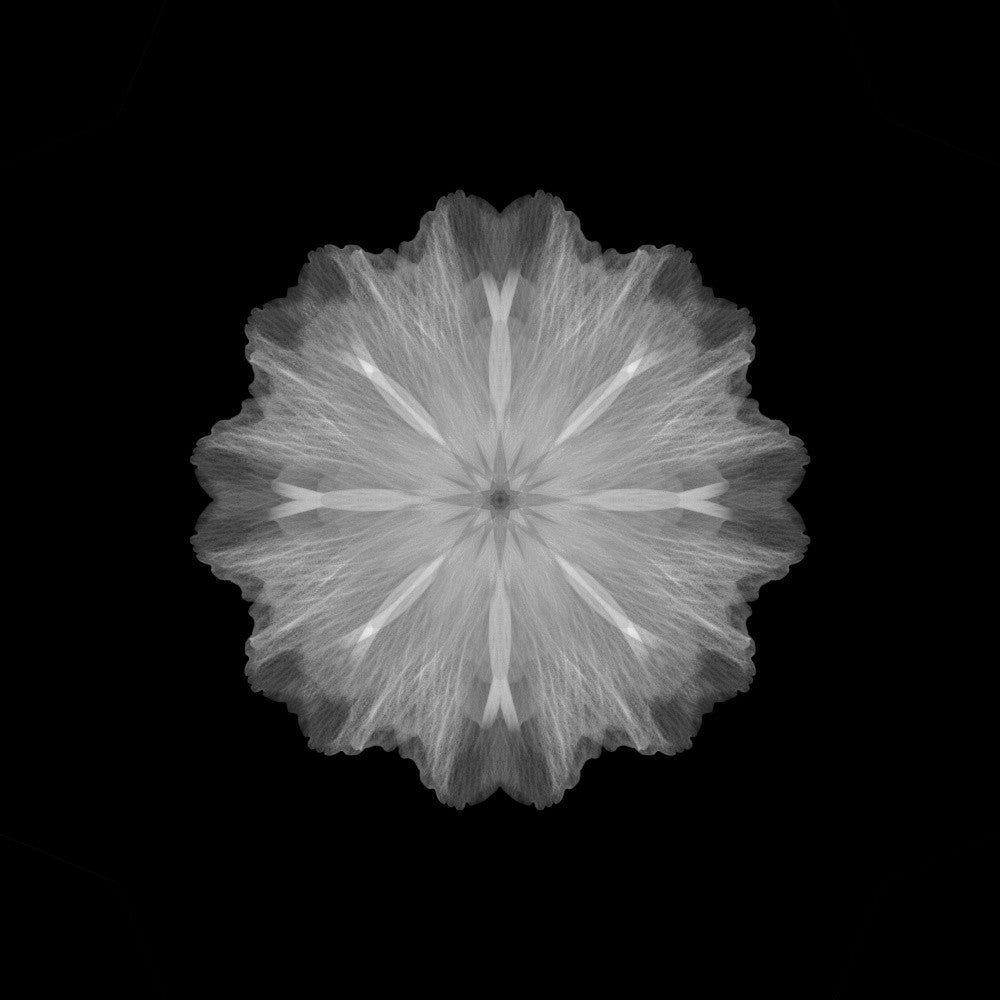 A former flower