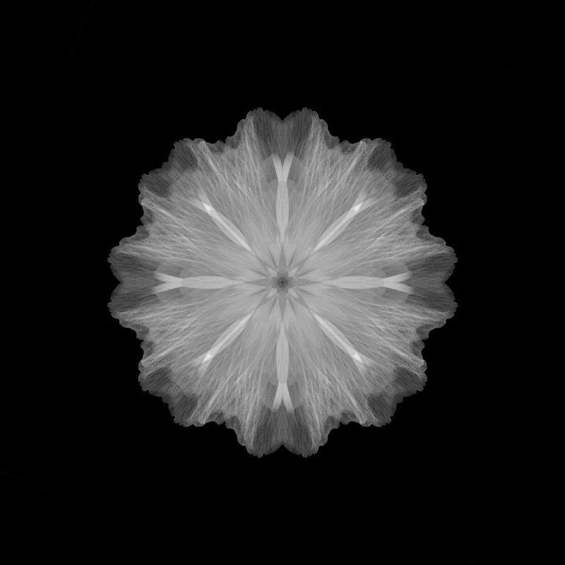 A former flower