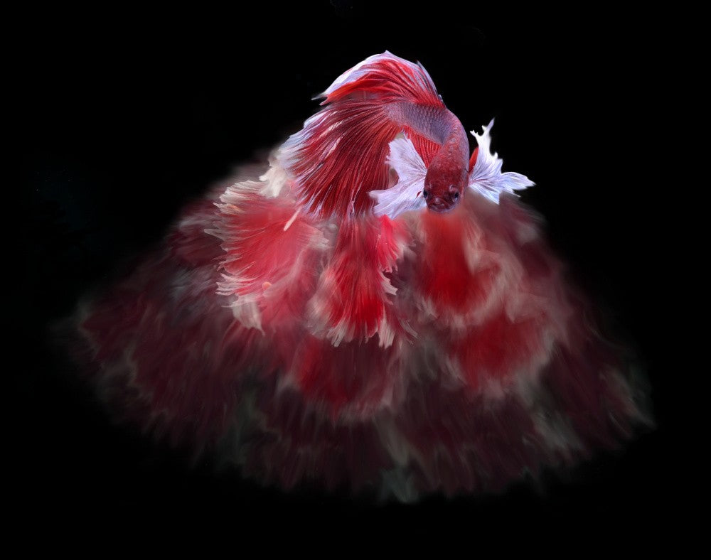 Red and white bettafish