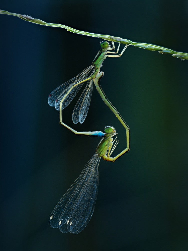 clear wings