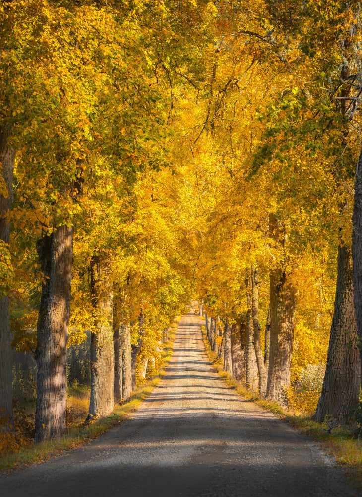 Narrow tree avenue