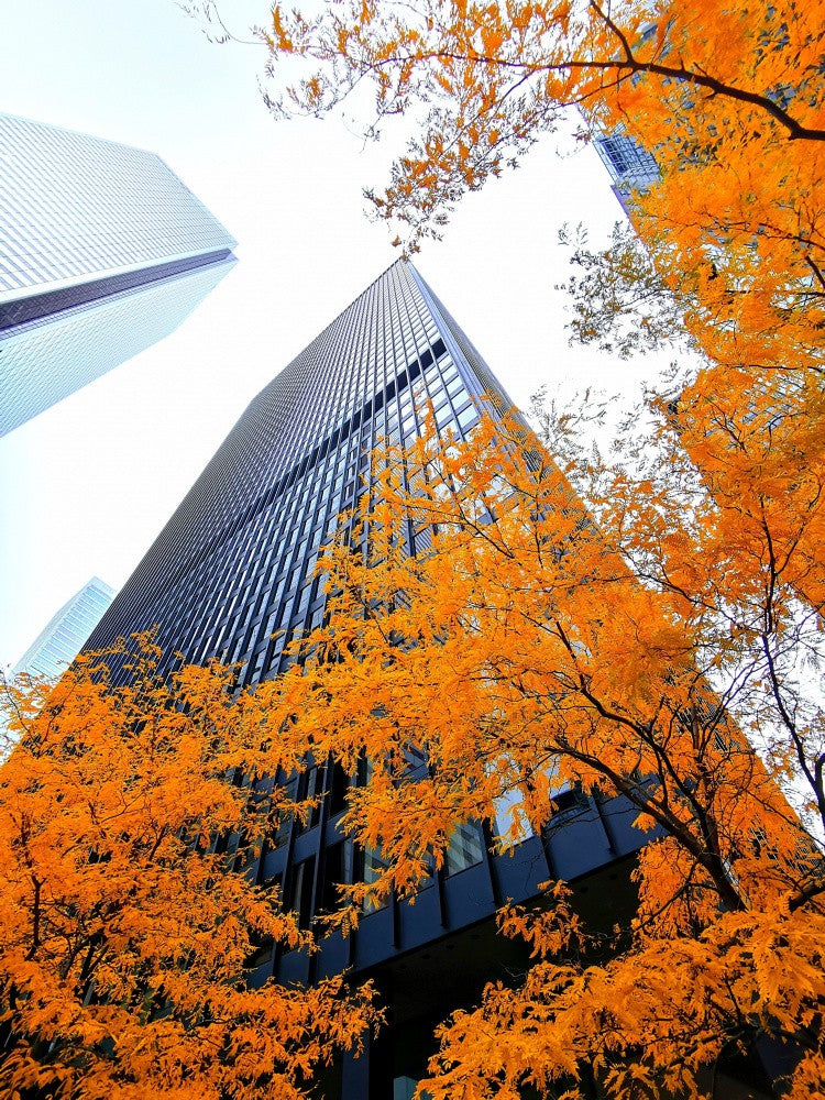 Autumn in the City