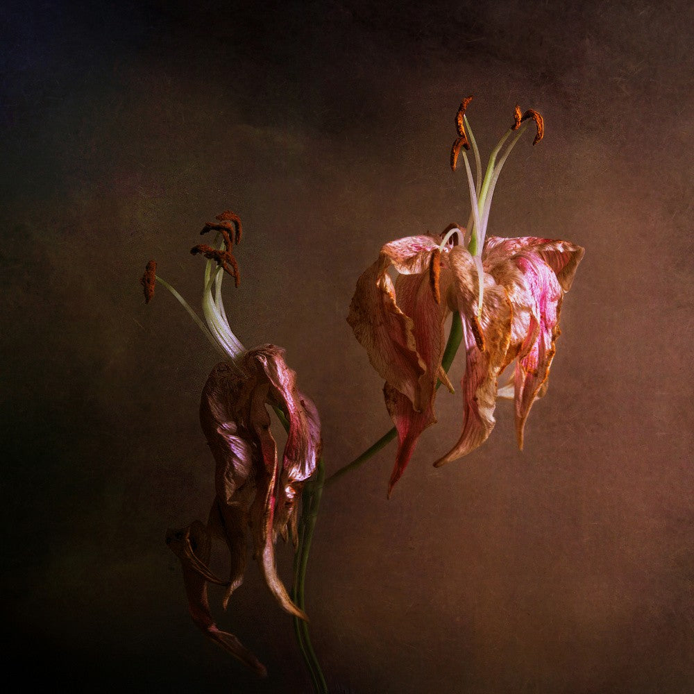 Wilted Beauty