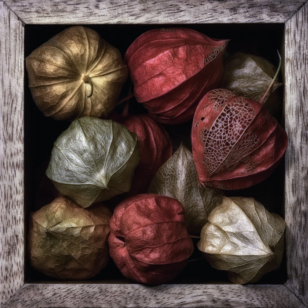 Physalis in a box