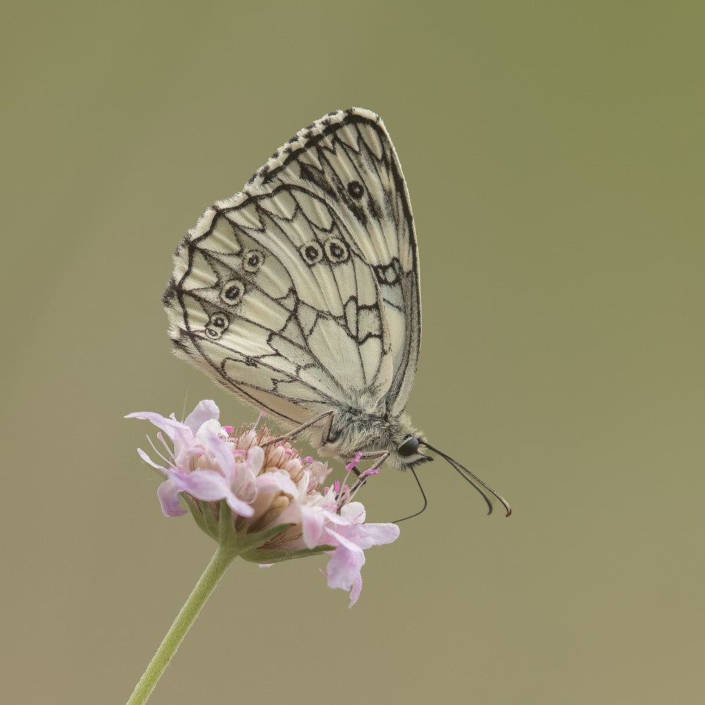 Marbled white.