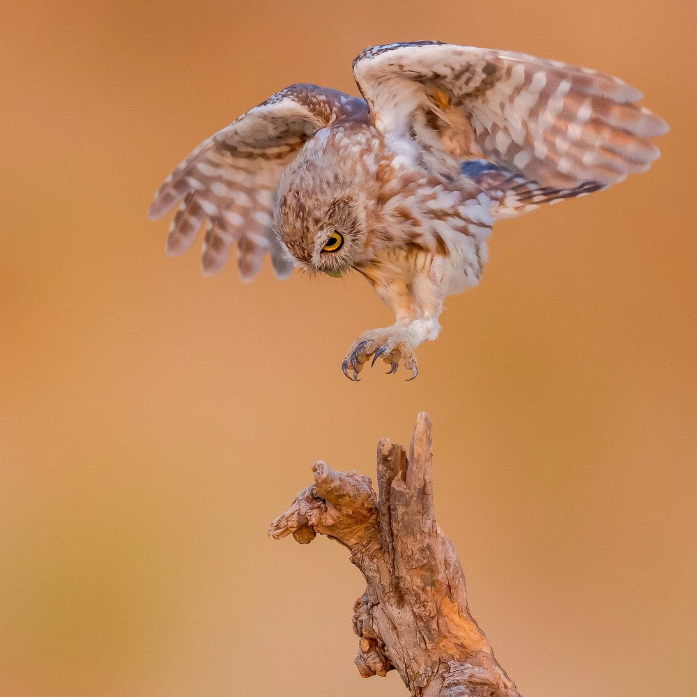 Little owl