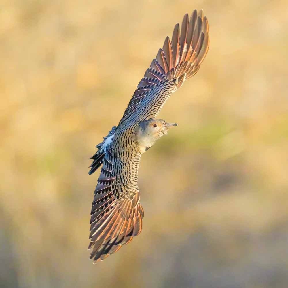 Northern flicker