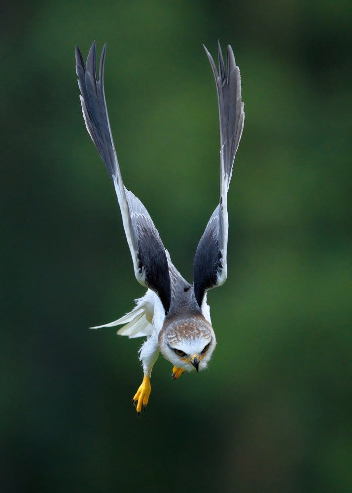 Black-winged Kite