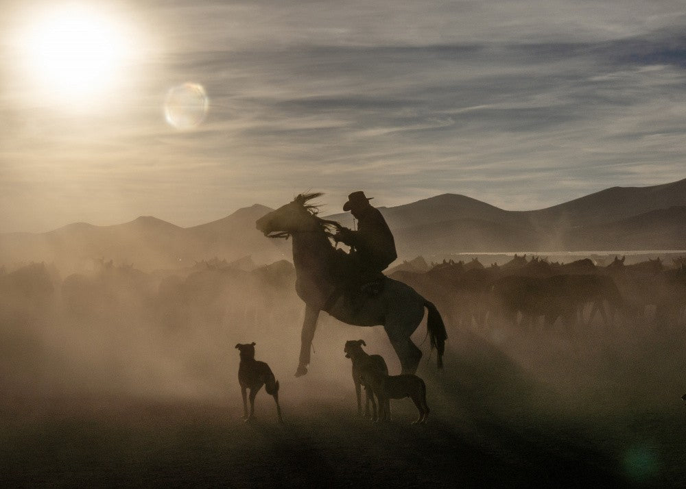 Wild horses