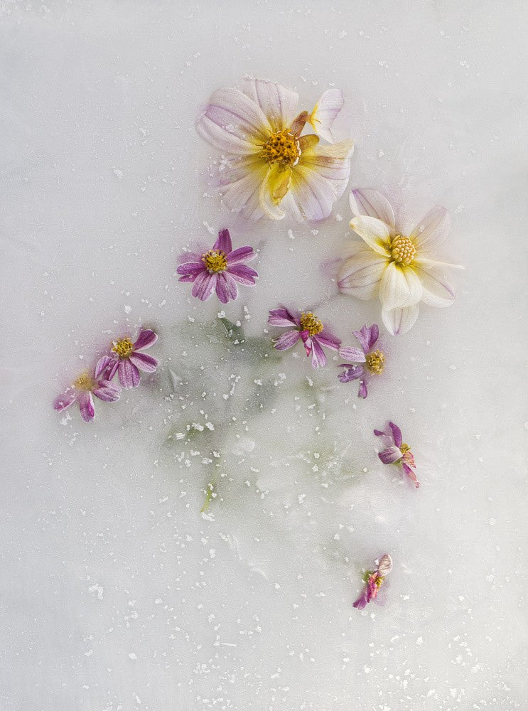 Varied Flowers