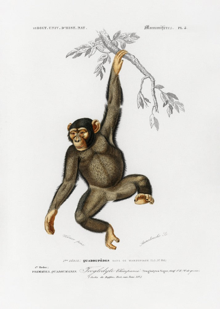 Chimpangze