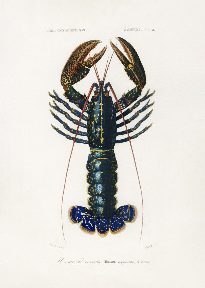 Crimson Crawfish