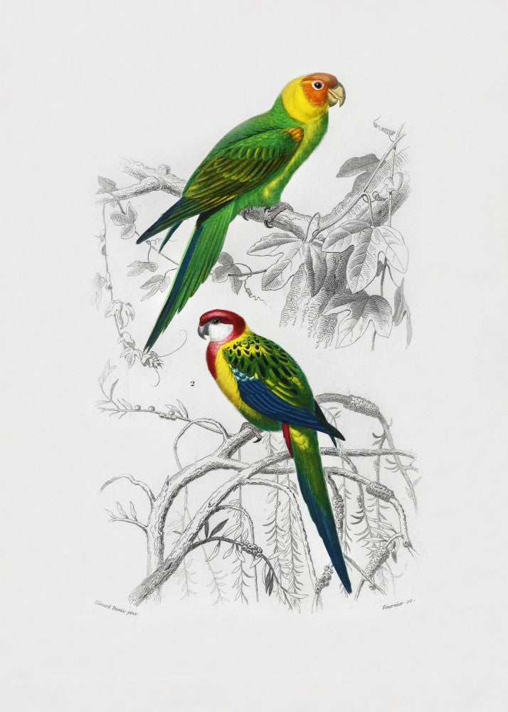 Birds