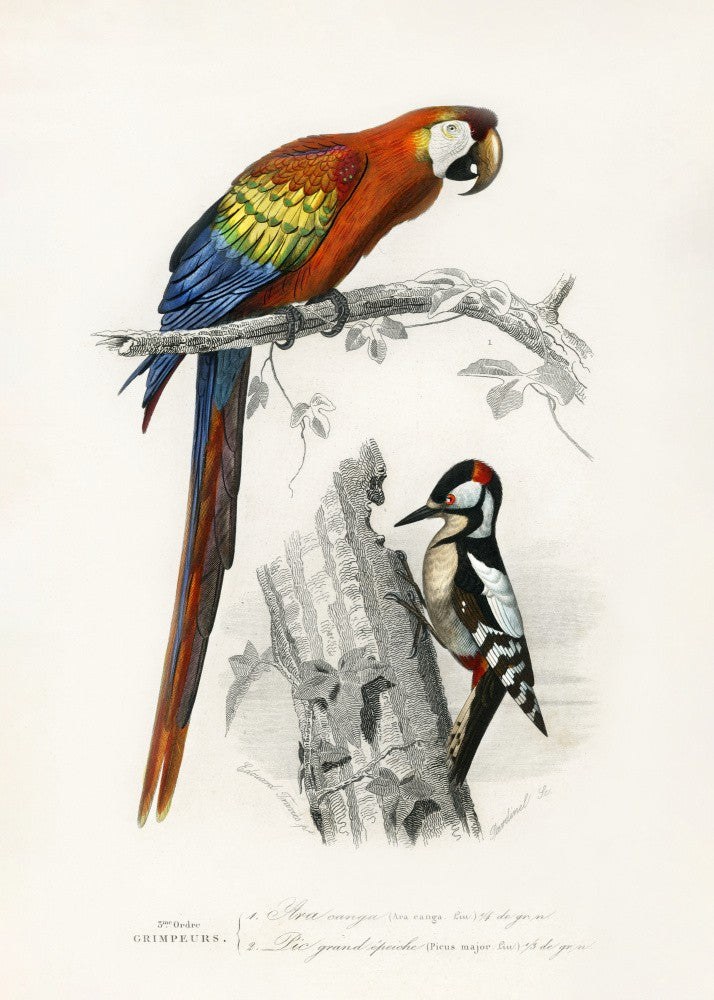 Birds II