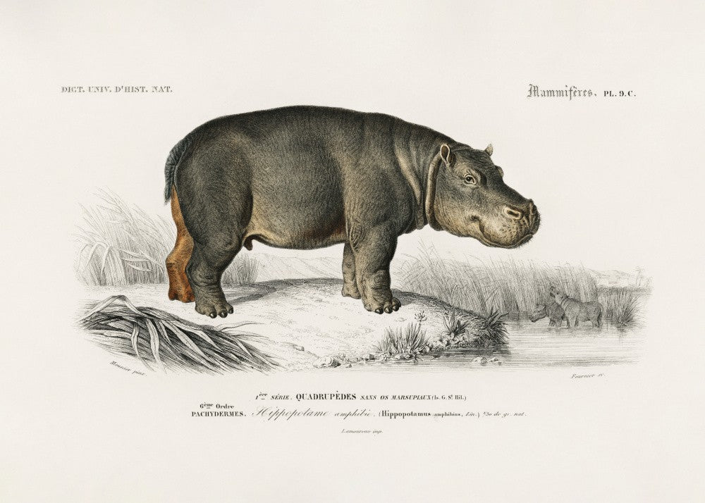 Nilpferd