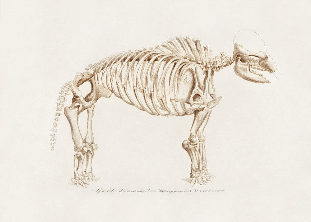 Mamoth (mammut)