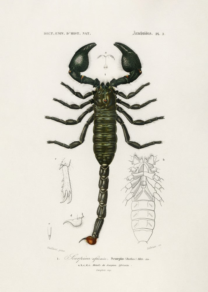 Le Scorpion Empereur