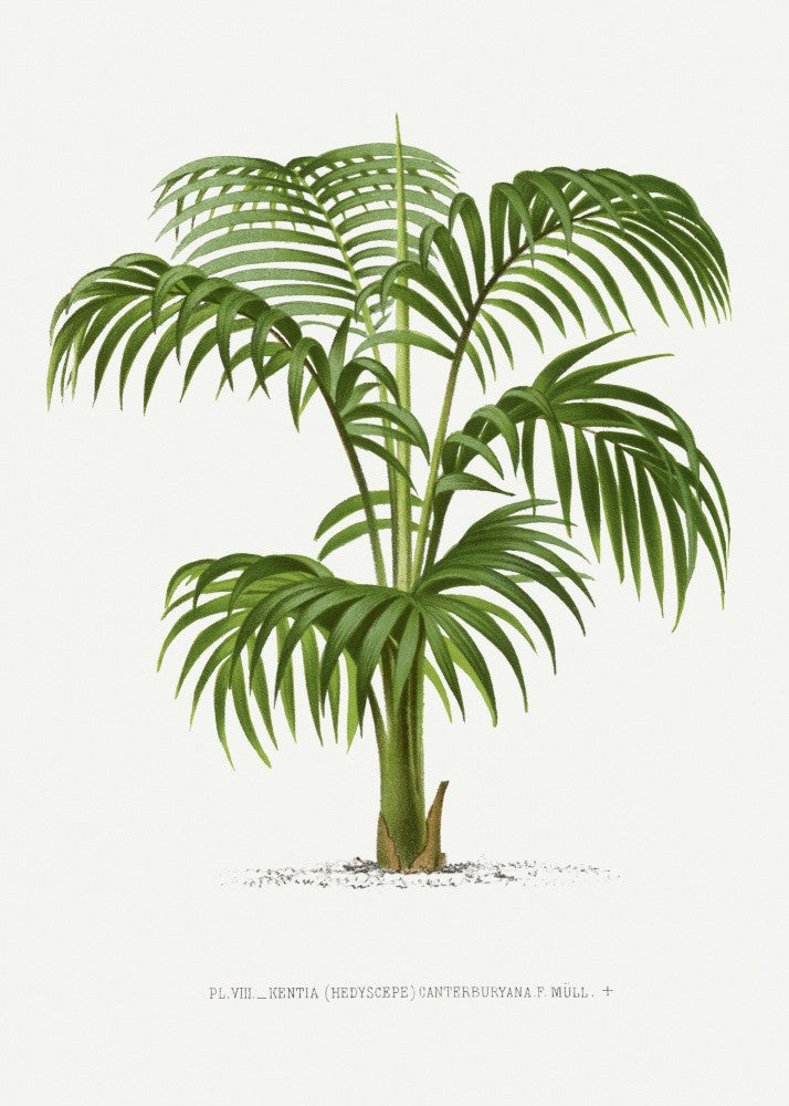 Kentia Vii
