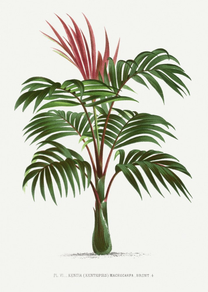 Kentiopsis