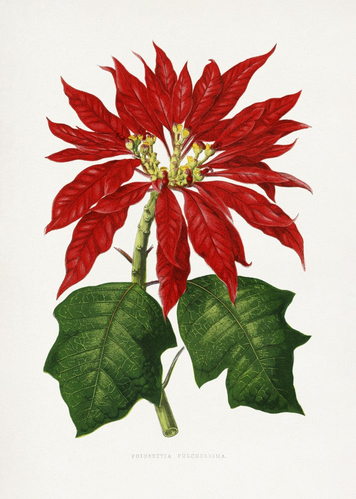 Poinsettia Pulcherrima Leaf Illustration