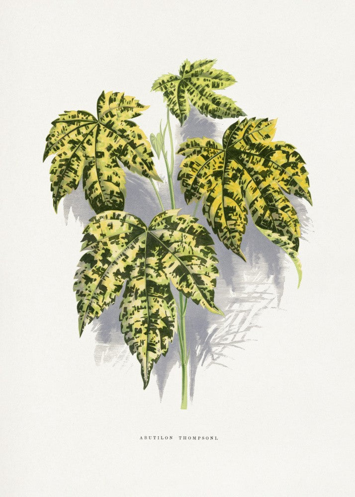 Illustration de Feuille d'Abutilon Thompsoni
