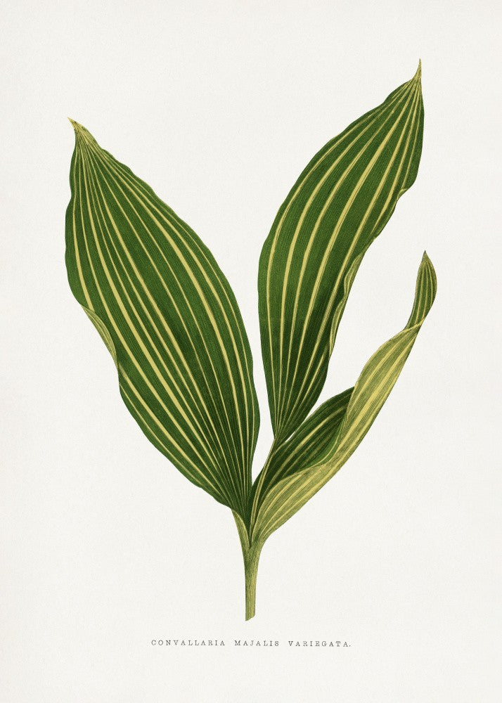 Maiglöckchenblatt-Illustration