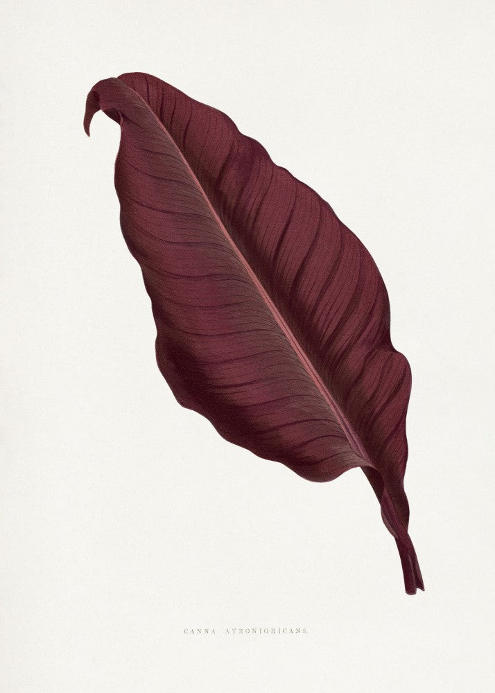 Rosa Canna Atronigricans Blattillustration