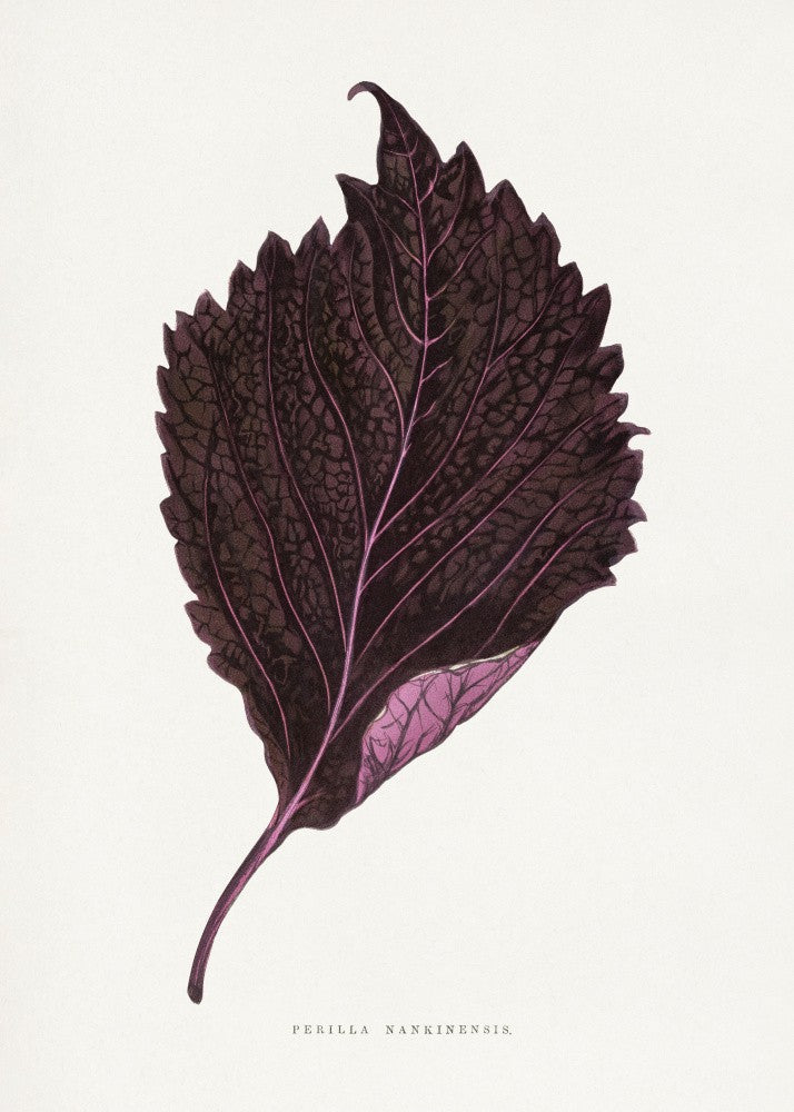 Rosa Perilla Nankinensis Blattillustration